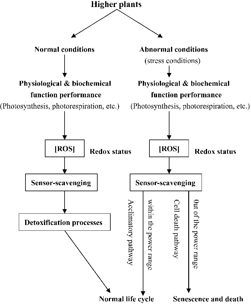 Higher plant antioxidants and redox signaling under environmental 