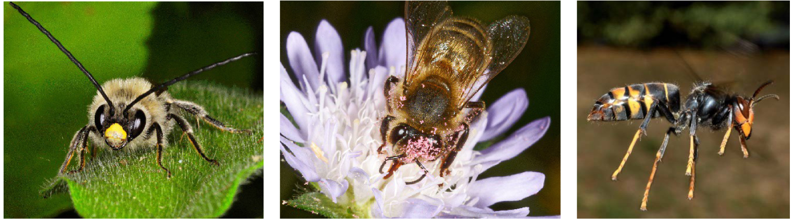 3 solutions naturelles pour le contrôle des insectes