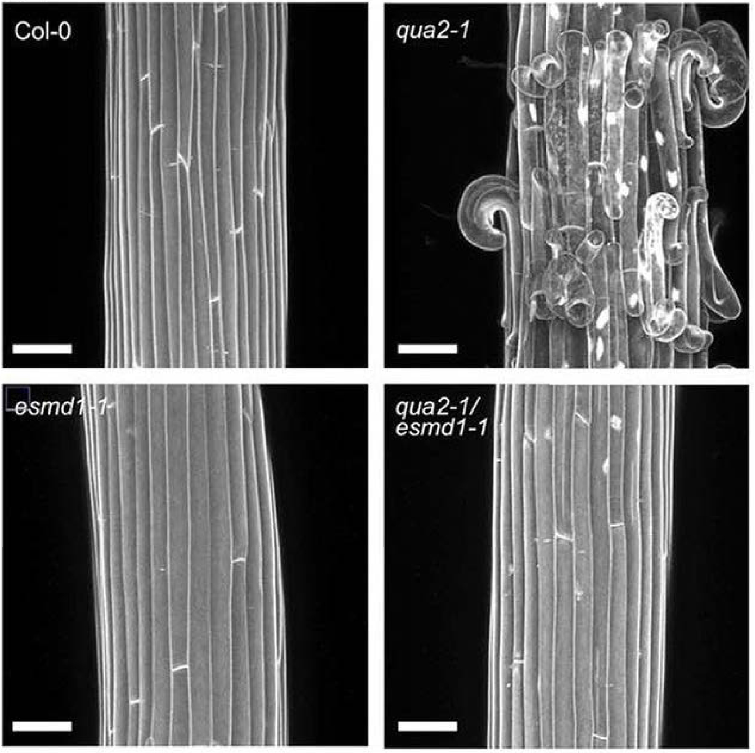 A Dive Into The Cell Wall With Arabidopsis A Dive Into The Cell Wall With Arabidopsis