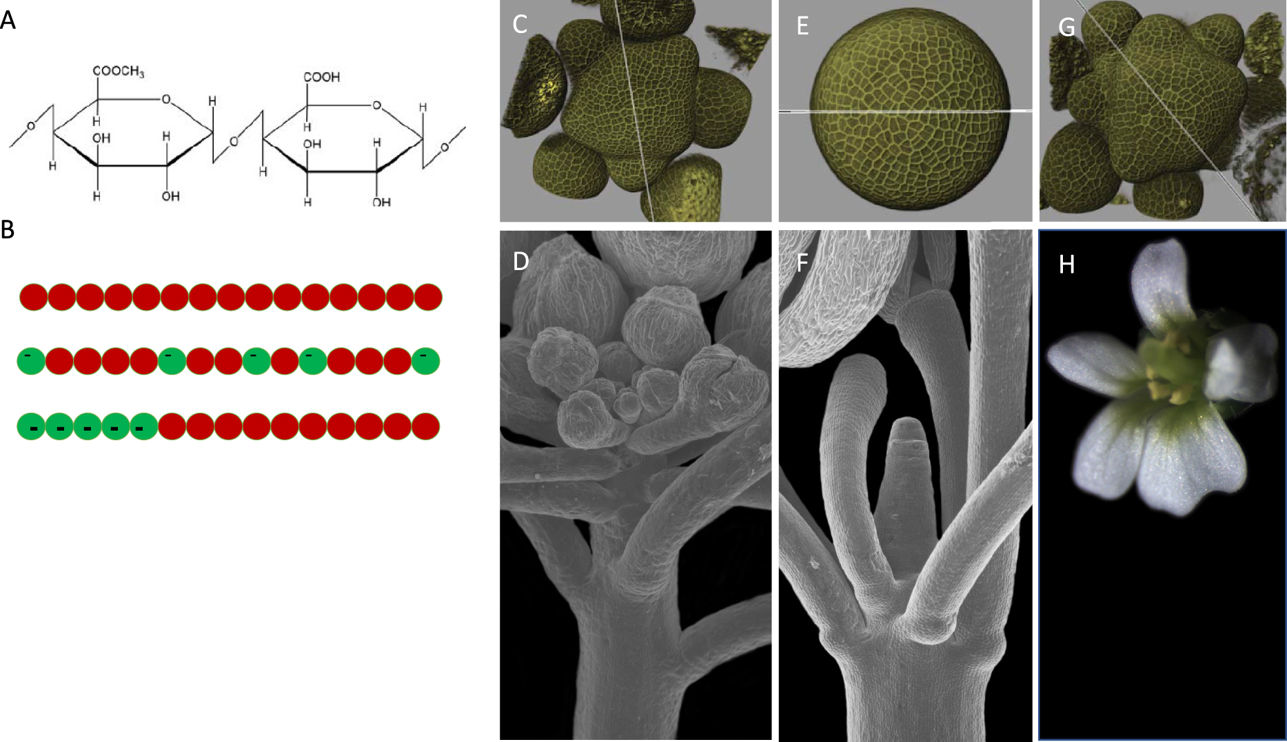 A Dive Into The Cell Wall With Arabidopsis A Dive Into The Cell Wall With Arabidopsis