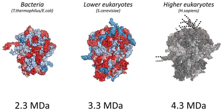 Structure of the ribosome from highly developed organisms. Mini review