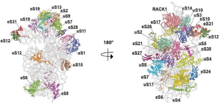Structure of the ribosome from highly developed organisms. Mini review